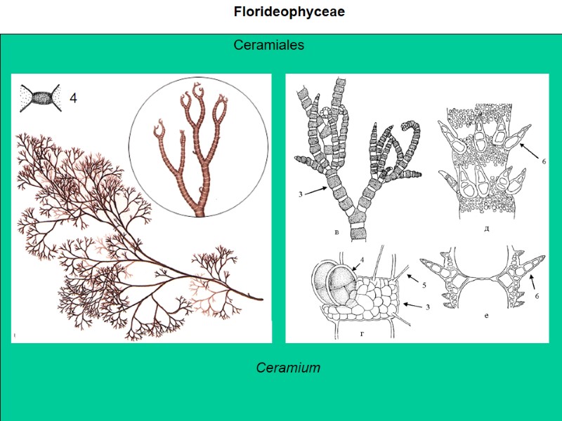 Florideophyceae Ceramiales Ceramium 4